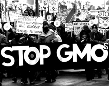 "In fact, no one has yet documented a single case of illness from GM foods, even as about 3,000 people a year in the U.S. die of food-borne illnesses, many of them contracted from “organic” foods. All the dangers of GMO that worry critics are speculations of what might happen in the distant future. Mixing genes from different species, critics contend, will create alterations in the organism that will in the long term produce destructive effects, or genetic material from an engineered crop someday may transfer into the human genome." - FrontPage