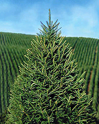 We're a Christmas Tree Farm with plenty of things to do! Choose & Cut your own Christmas Tree.